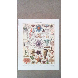 REPRO OCEANOGRAPHIES...