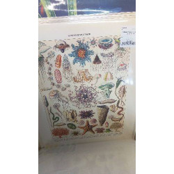 REPRO OCEANOGRAPHIE SPINOSELIA