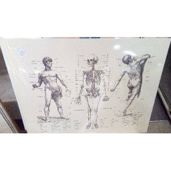 REPRO HOMME OSTEOLOGIE