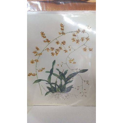 REPRO ONCIDIUM...ORICHIDEE