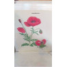 REPRO COQUELICOT (LES PETITES FEES)