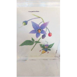 REPRO MORELLE DOUCE AMERE 