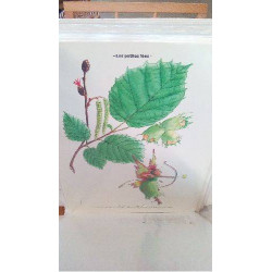 REPRO NOISETIER (LES...