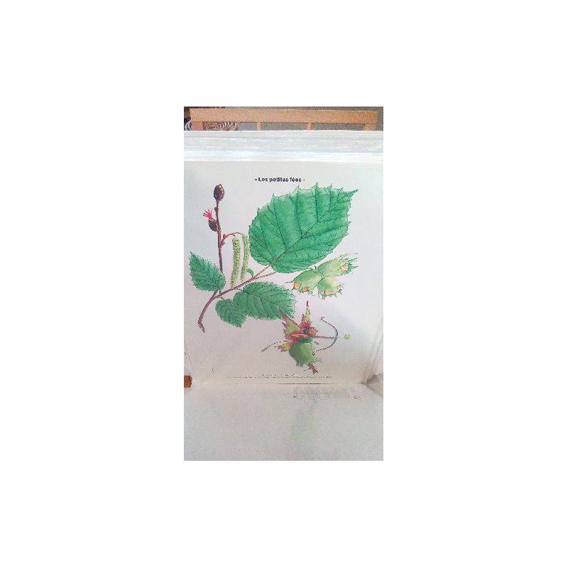 REPRO NOISETIER (LES PETITES FEES)