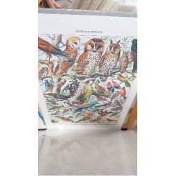 REPRO OISEAUX 1 CHOUETTE (GM)