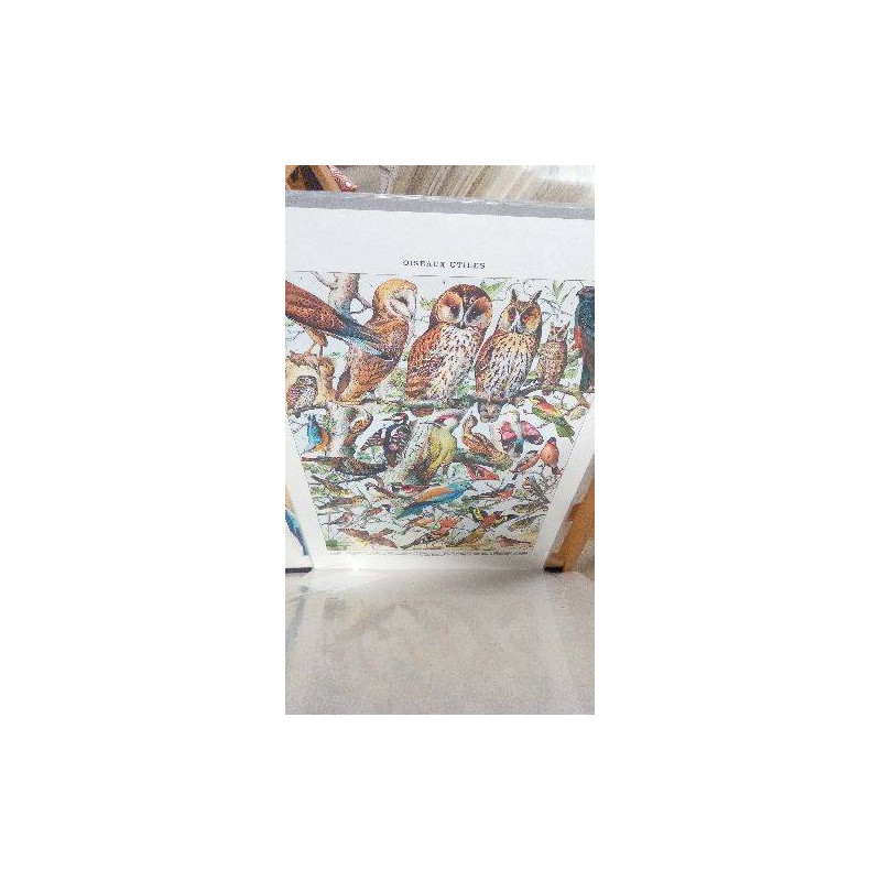 REPRO OISEAUX 1 CHOUETTE (GM)