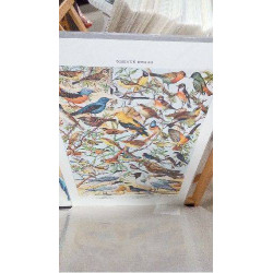 REPRO OISEAUX 2 PIPIT (GM)