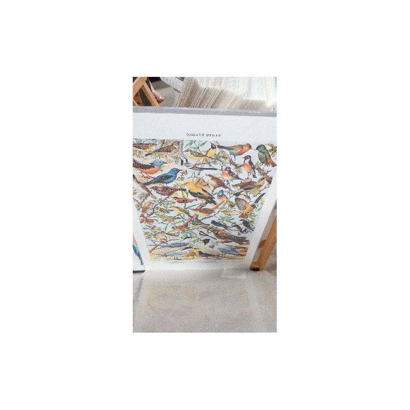 REPRO OISEAUX 2 PIPIT (GM)