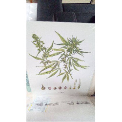 REPRO CANNABIS SATIVA