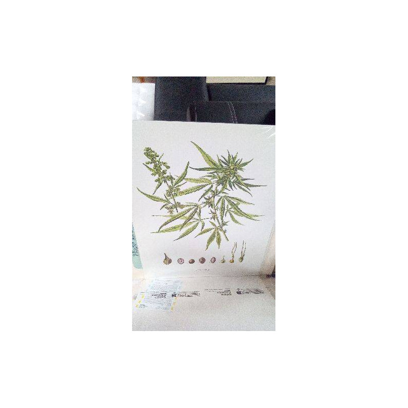 REPRO CANNABIS SATIVA