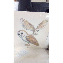 REPRO CHOUETTE EFFRAIE