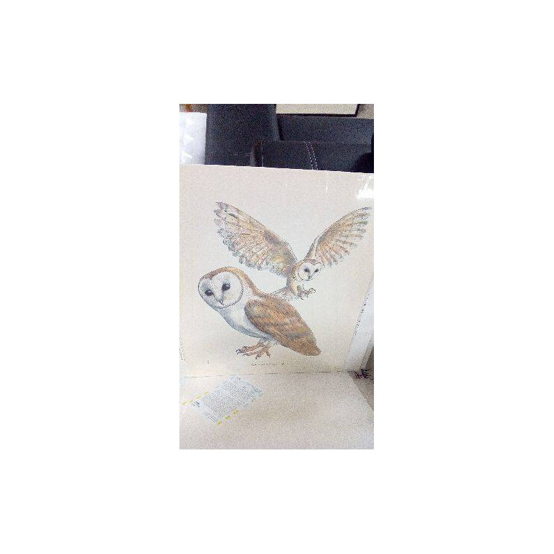 REPRO CHOUETTE EFFRAIE