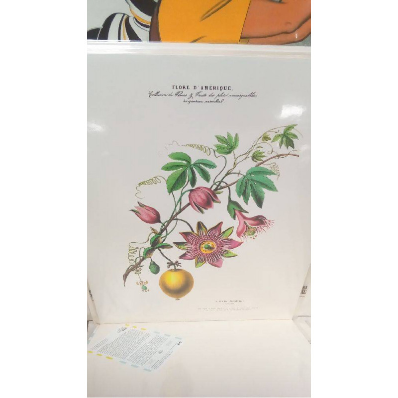 REPRO POMME GRENADILLE FLORE D\'AMERIQUE