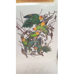 REPRO CAROLINA PARROT