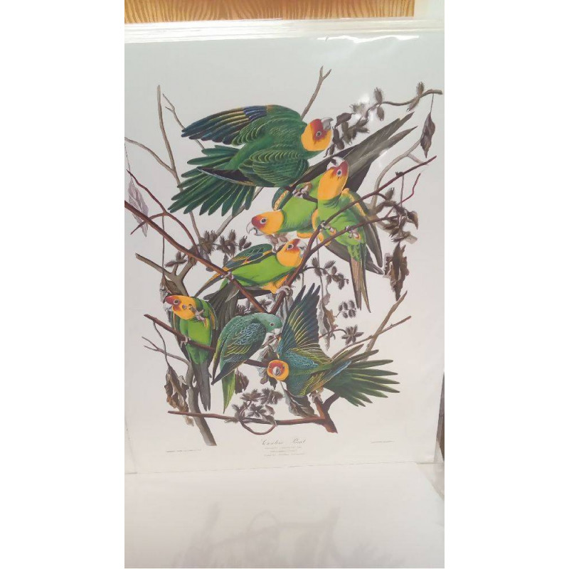 REPRO CAROLINA PARROT