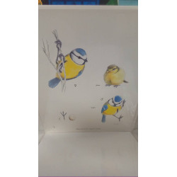 REPRO MESANGE BLEUE 1 MALE...