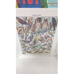 REPRO OISEAUX 1 CHOUETTE