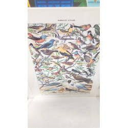 REPRO OISEAUX 2 PIPIT