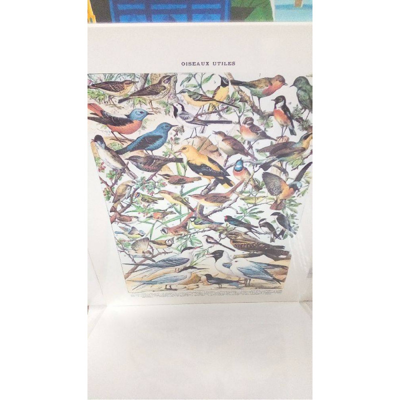 REPRO OISEAUX 2 PIPIT