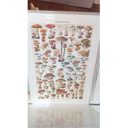 REPRO CHAMPIGNONS (GM)