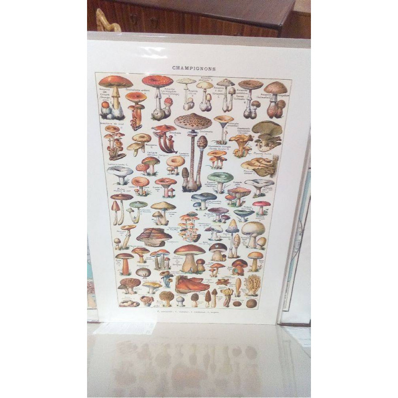 REPRO CHAMPIGNONS (GM)