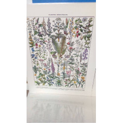 (40X50) PLANTES 1...