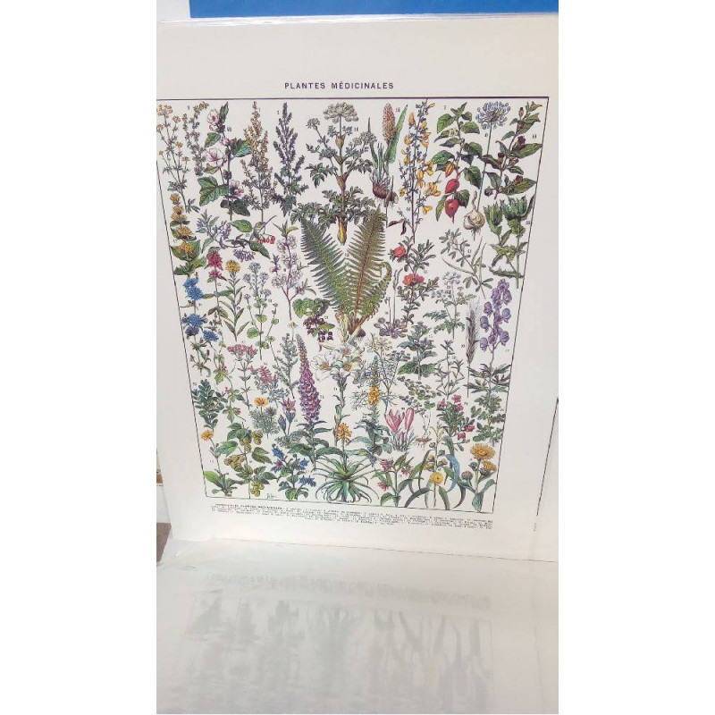 (40X50) PLANTES 1 MEDICINALES ABSINTHE