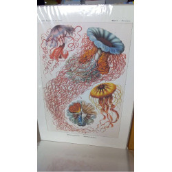 (50X70) DISCOMEDUSAE (GM)