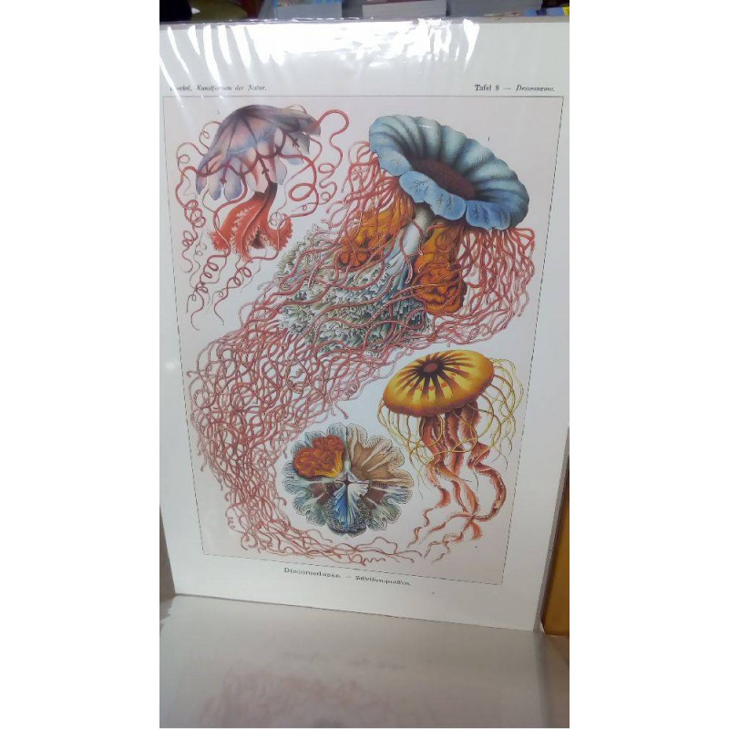 (50X70) DISCOMEDUSAE (GM)