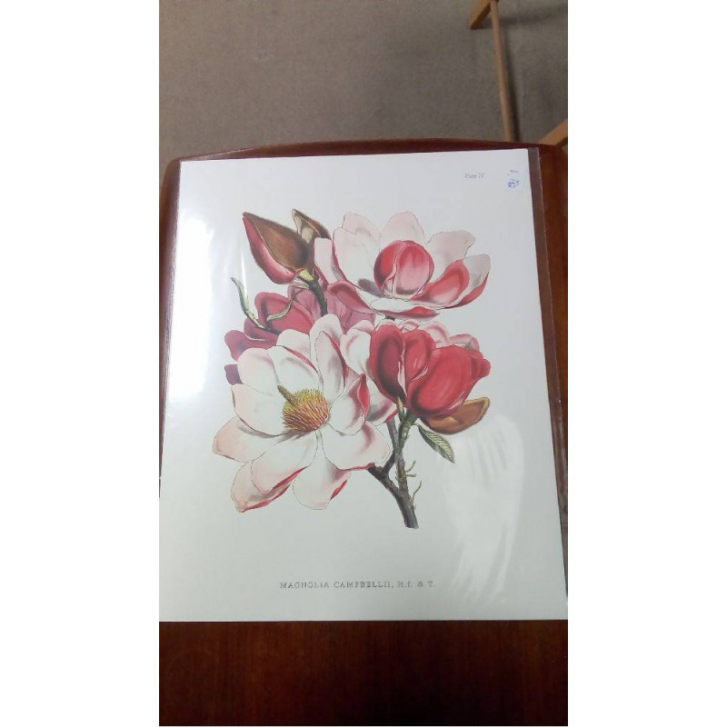 REPRO MAGNOLIA CAMBELLII