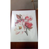 REPRO MAGNOLIA CAMBELLII