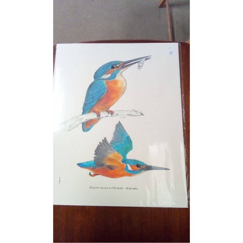 REPRO MARTIN PECHEUR D\'EUROPE