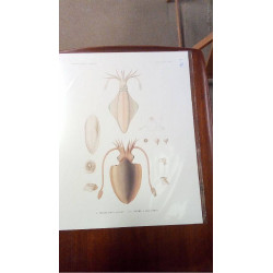 REPRO SECHES DEUX LIGNES...