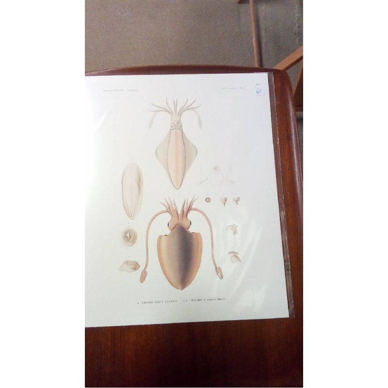 REPRO SECHES DEUX LIGNES MOLLUQUES PL 2