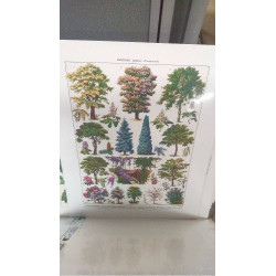 REPRO ARBRES D\'ORNEMENT