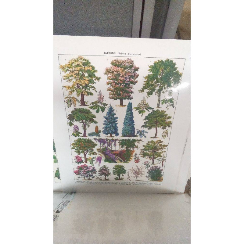 REPRO ARBRES D\'ORNEMENT