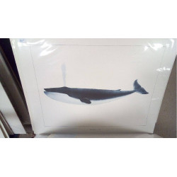REPRO BALEINE BLEUE