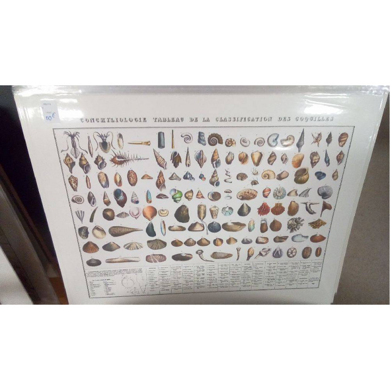 REPRO CONCHYLIOLOGIE TABLEAU COQUILLAGES