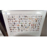 REPRO CONCHYLIOLOGIE TABLEAU COQUILLAGES