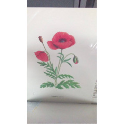 REPRO COQUELICOT