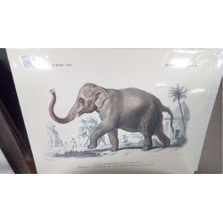 REPRO ELEPHANT PL9