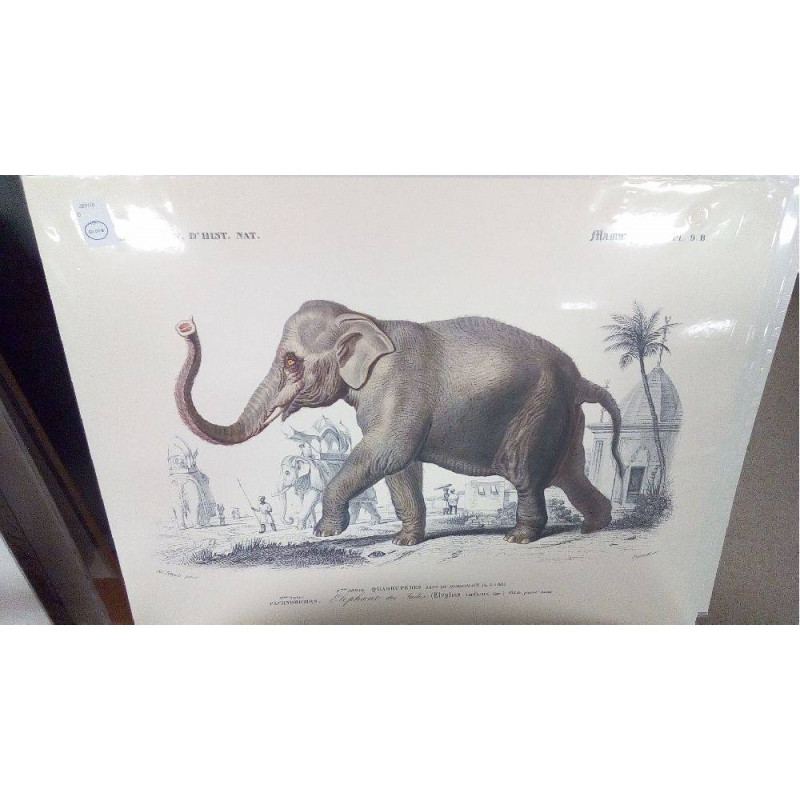 REPRO ELEPHANT PL9