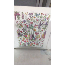 REPRO FLEURS ANNUELLES