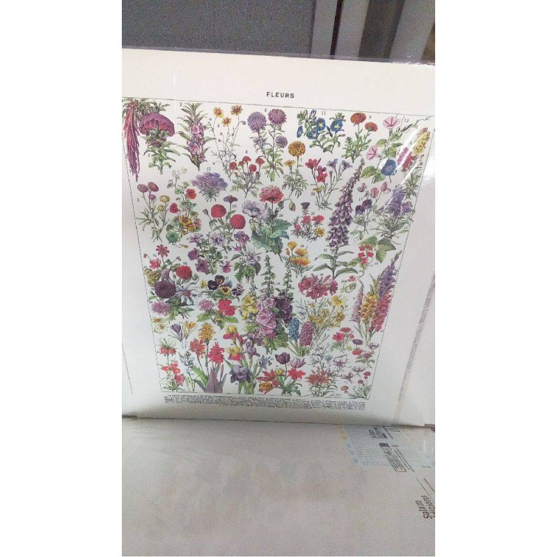 REPRO FLEURS ANNUELLES