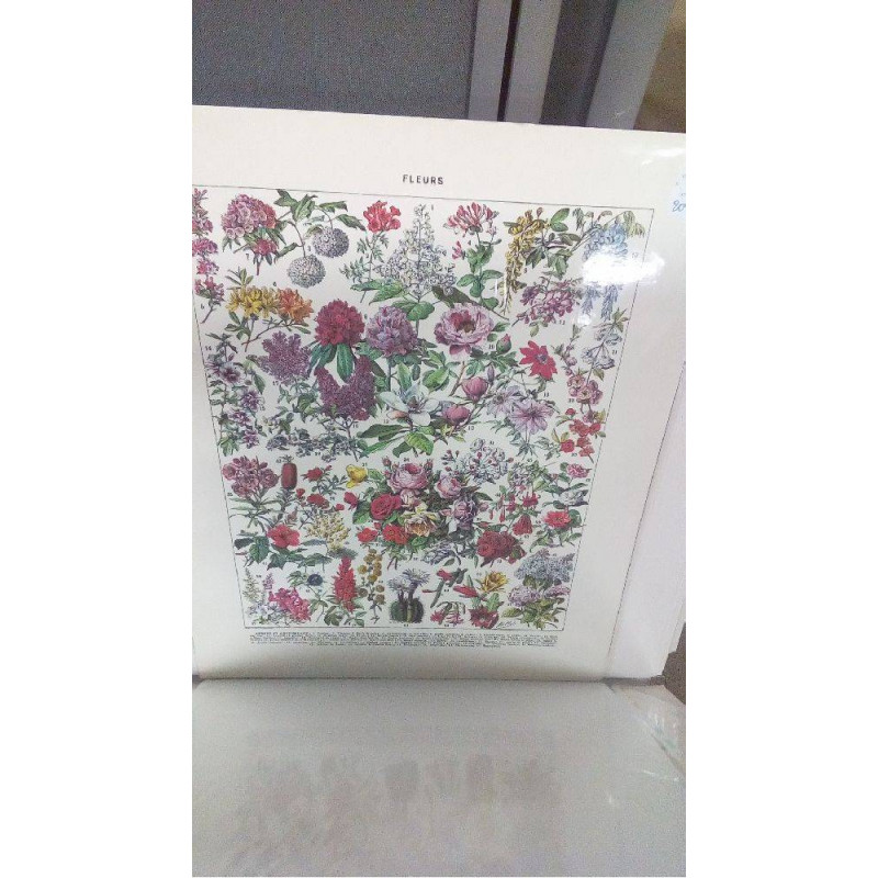 REPRO FLEURS ET ABRISSEAUX