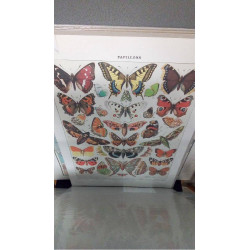 REPRO PAPILLONS 1 EUROPE (GM)