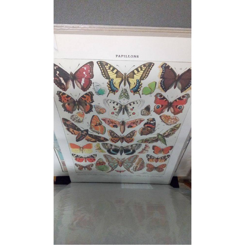 REPRO PAPILLONS 1 EUROPE (GM)