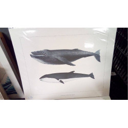 REPRO BALEINE A BOSSE ET ORQUE