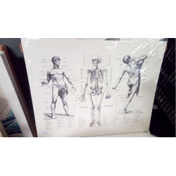 REPRO HOMME OSTEOLOGIE