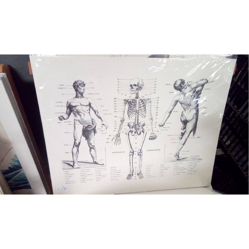 REPRO HOMME OSTEOLOGIE
